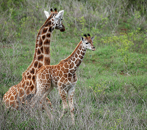 Nairobi NP
