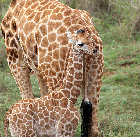Nairobi NP