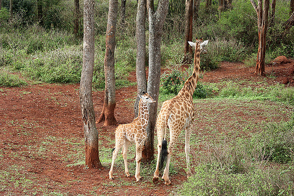 Nairobi NP