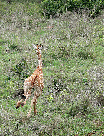 Nairobi NP