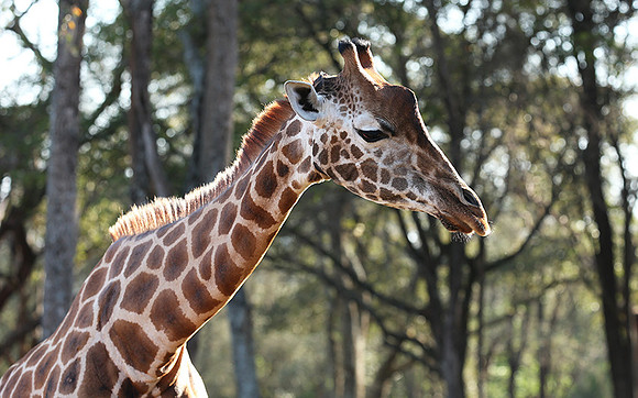 Nairobi NP