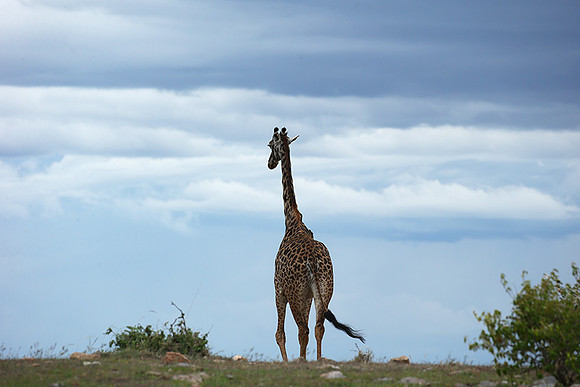 Masaï Mara NP