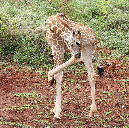 Nairobi NP