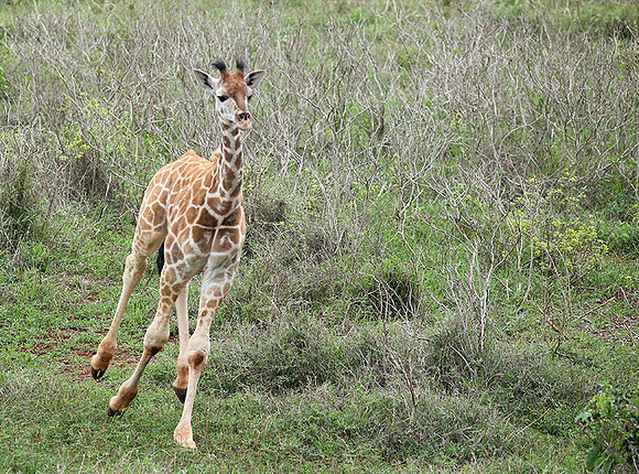 Nairobi NP