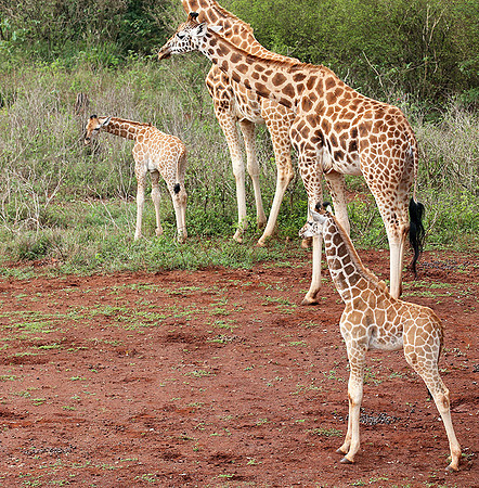 Nairobi NP