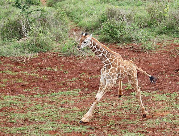 Nairobi NP