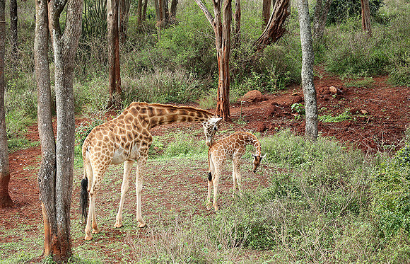 Nairobi NP