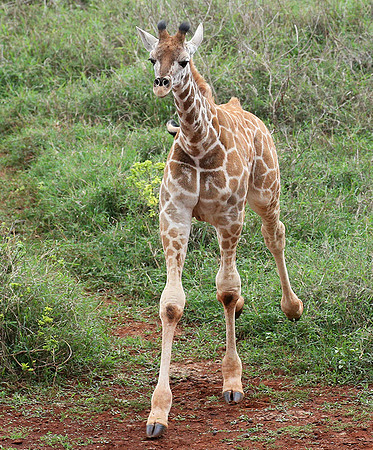 Nairobi NP