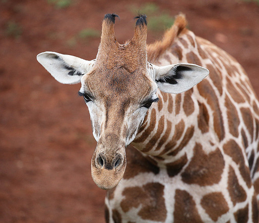 Nairobi NP
