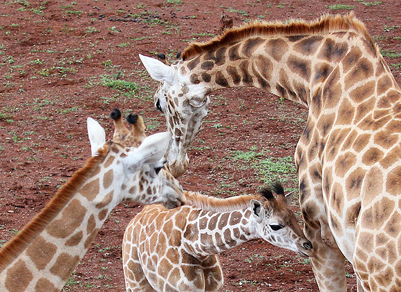 Nairobi NP
