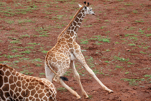 Nairobi NP