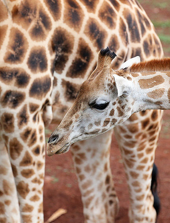 Nairobi NP