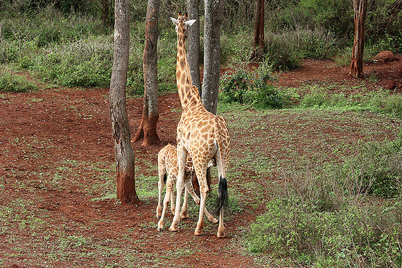 Nairobi NP