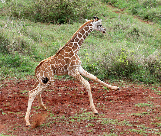 Nairobi NP