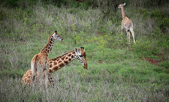 Nairobi NP