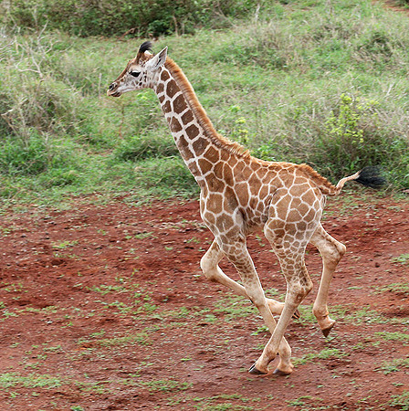 Nairobi NP