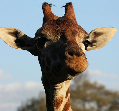 Nairobi NP