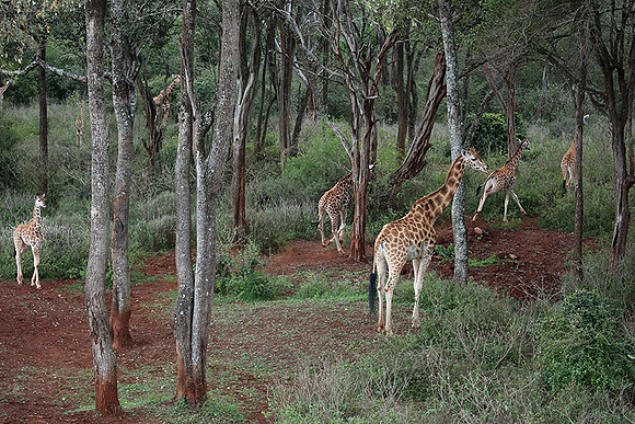 Nairobi NP