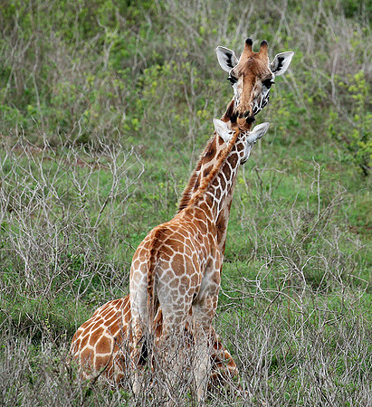 Nairobi NP