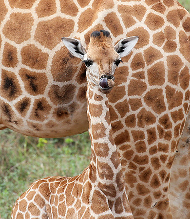 Nairobi NP