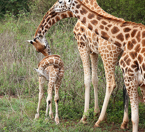 Nairobi NP