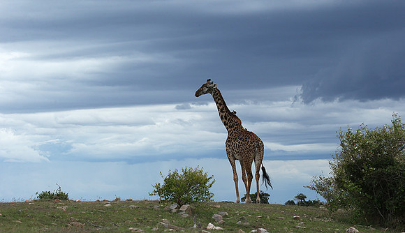Masaï Mara NP