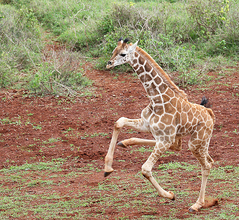 Nairobi NP
