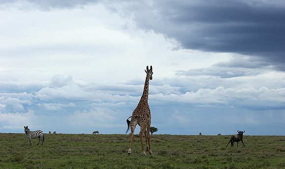 Masaï Mara NP