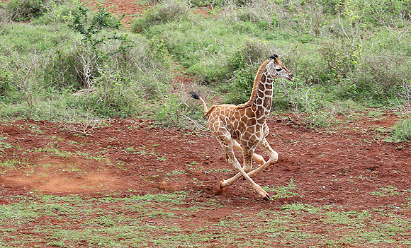 Nairobi NP