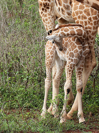 Nairobi NP
