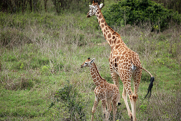Nairobi NP
