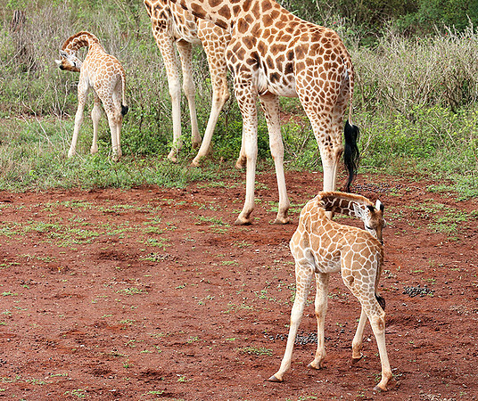 Nairobi NP