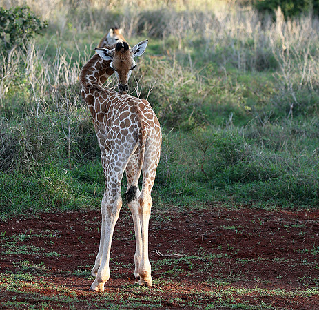 Nairobi NP
