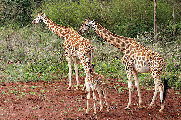 Nairobi NP