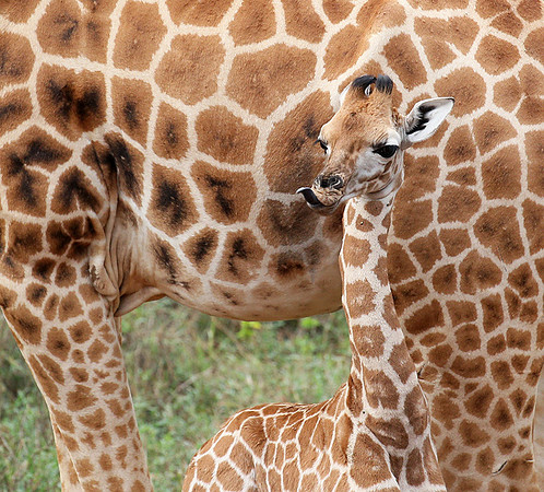 Nairobi NP
