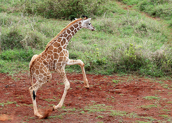 Nairobi NP