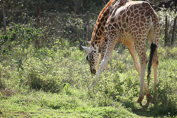 Nairobi NP