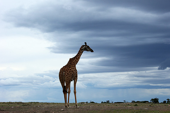 Masaï Mara NP