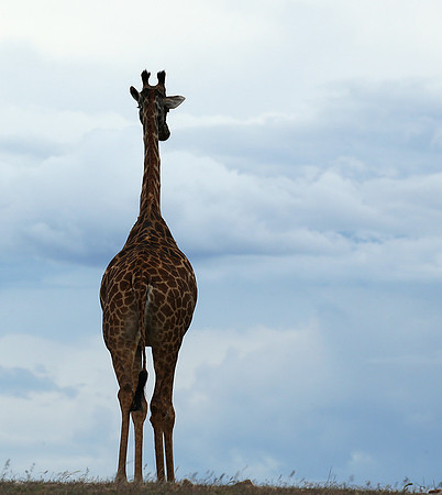 Masaï Mara NP