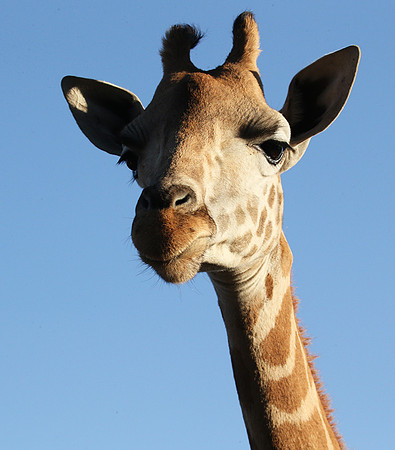 Nairobi NP