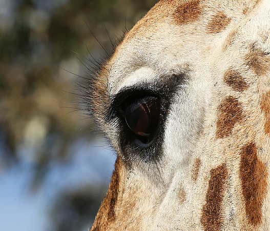 Nairobi NP