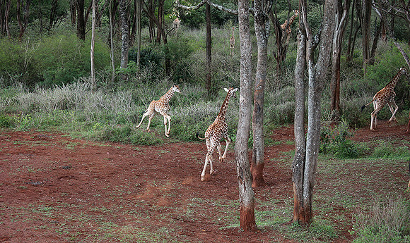 Nairobi NP
