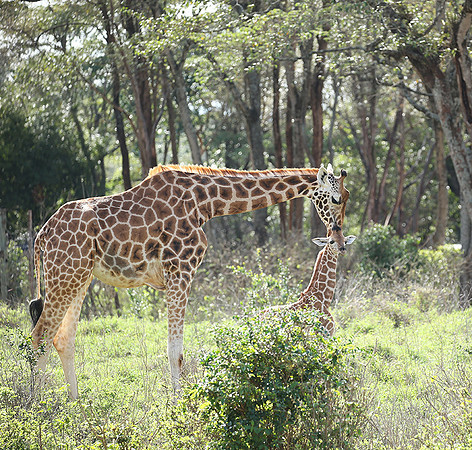 Nairobi NP