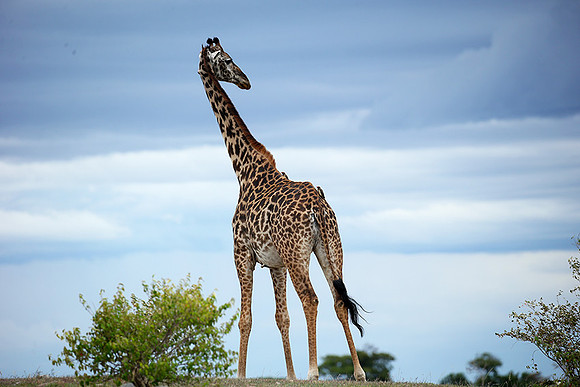 Masaï Mara NP