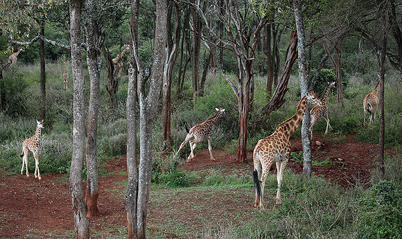 Nairobi NP