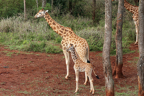 Nairobi NP
