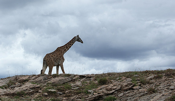 Masaï Mara NP