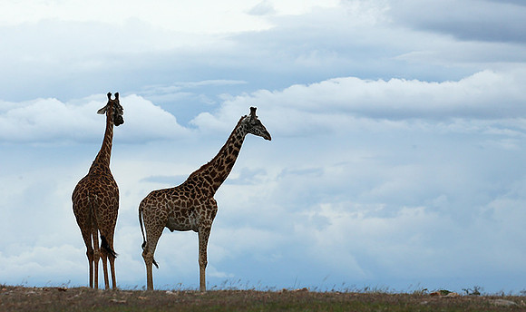 Masaï Mara NP