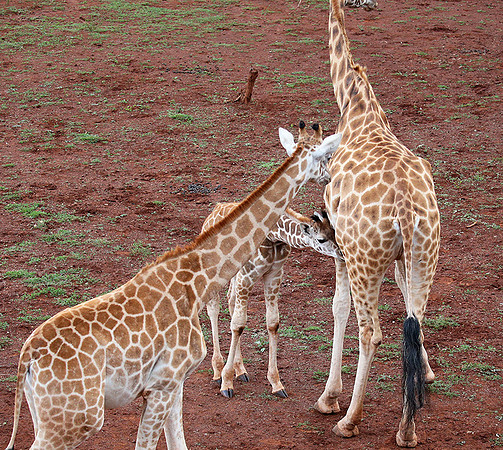Nairobi NP