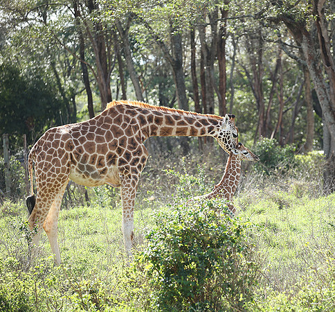 Nairobi NP